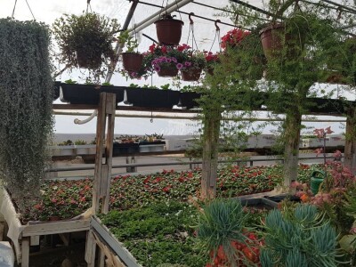 Uzgajivači cvijeća i ljekovitog bilja u problemu – skoro dvije trećine robe nemaju gdje prodati