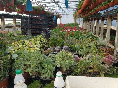 Uzgajivači cvijeća i ljekovitog bilja u problemu – skoro dvije trećine robe nemaju gdje prodati