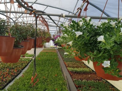 Uzgajivači cvijeća i ljekovitog bilja u problemu – skoro dvije trećine robe nemaju gdje prodati