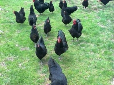 Uzgajanje koka hrvatica u OPG-u Dušana Petričevića u Lovreću