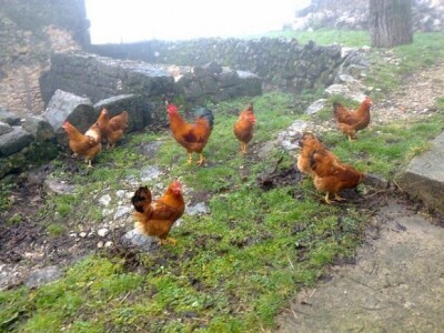 Koke hrvatice na Petričevićevu imanju u Lovreću