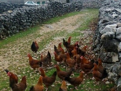 Uzgajivačnica koka hrvatica Dušana Petričevića u njegovu OPG-u na Petričevića stajama u Lovreću