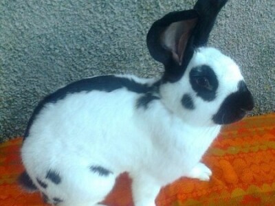 Kunić iz uzgoja Dušana Petričevića