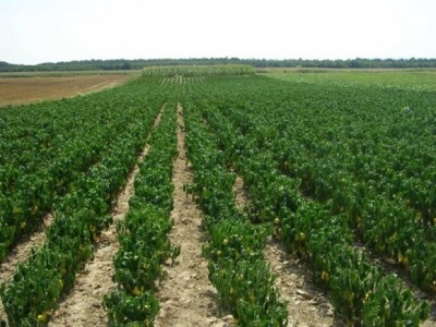 Uzgoj na poljima kooperanata