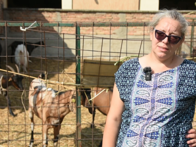 Uzgoj anglo-nubijske koze