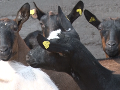 Uzgoj anglo-nubijske koze