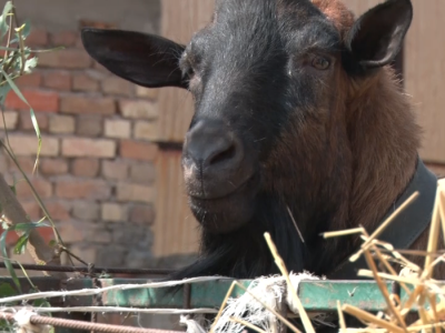 Uzgoj anglo-nubijske koze