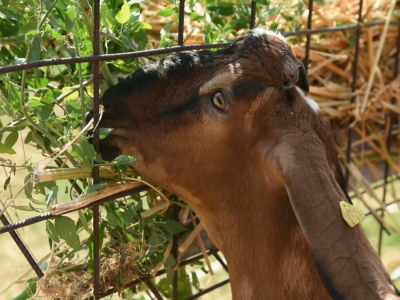 Uzgoj anglo-nubijske koze