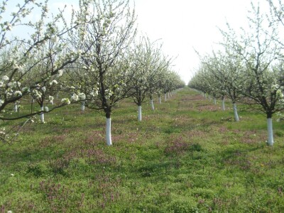 Poticaj za uzgoj autohtonih sorti šljive