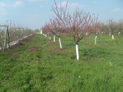 Poticaj za uzgoj autohtonih sorti šljive