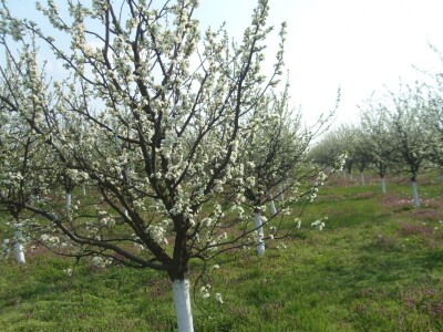 Poticaj za uzgoj autohtonih sorti šljive