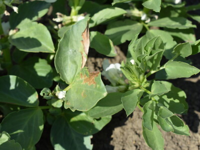 Uzgoj boba - bolesti i štetnici