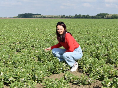 Uzgoj boba - bolesti i štetnici