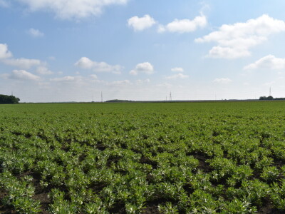 Uzgoj boba - bolesti i štetnici