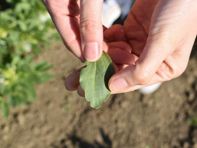 Uzgoj boba - bolesti i štetnici