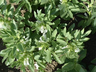 Uzgoj boba - bolesti i štetnici