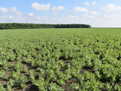 Uzgoj boba - bolesti i štetnici