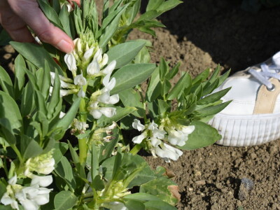 Uzgoj boba - bolesti i štetnici