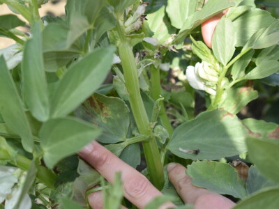 Uzgoj boba - bolesti i štetnici