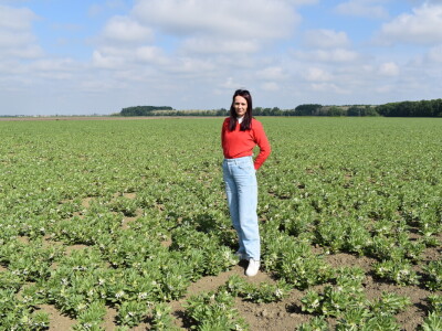 Uzgoj boba - bolesti i štetnici