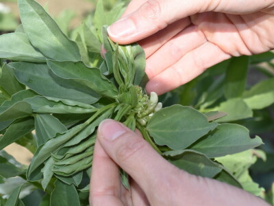 Uzgoj boba - bolesti i štetnici