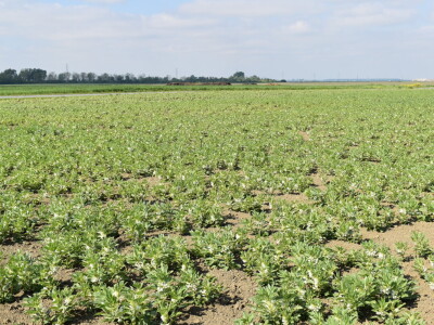 Uzgoj boba - bolesti i štetnici