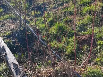 Uzgoj borovnica