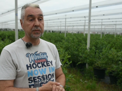 Uzgoj borovnice i cake u proizvodnji