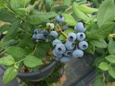 Uzgoj borovnice i cake u proizvodnji
