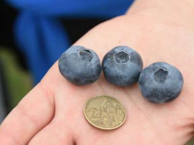 Uzgoj borovnice i cake u proizvodnji