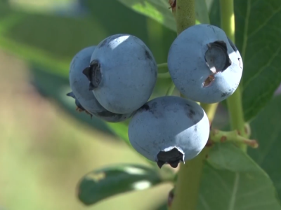 Uzgoj borovnice i cake u proizvodnji