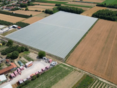 Uzgoj borovnice i cake u proizvodnji