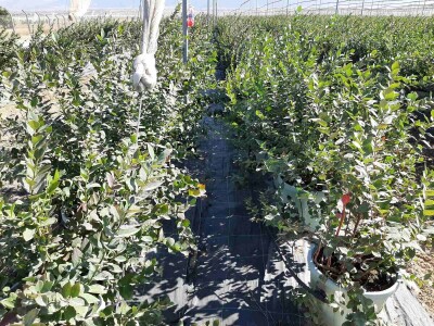 Uzgoj borovnice u Antaliji Uzgoj borovnice u Antaliji