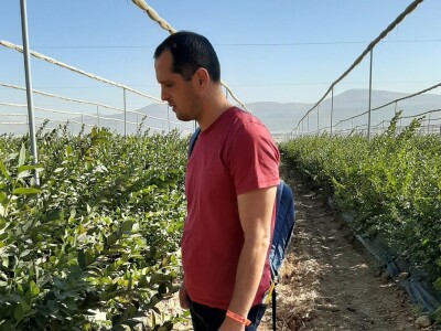 Uzgoj borovnice u Antaliji Uzgoj borovnice u Antaliji