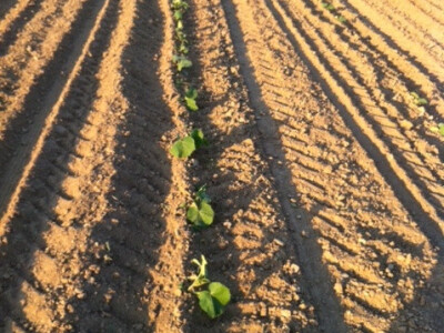 Nasadi bundeva složenih po redu Nasadi bundeva složenih po redu