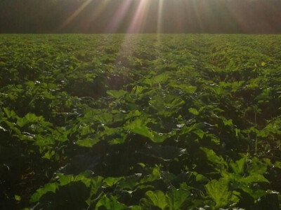 Buče na suncu - predivan pogled Buče na suncu - predivan pogled