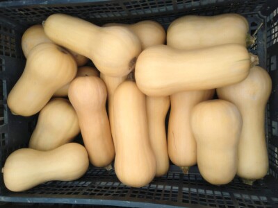 Uzgoj butternut tikve