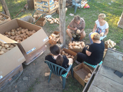 Uzgoj butternut tikve