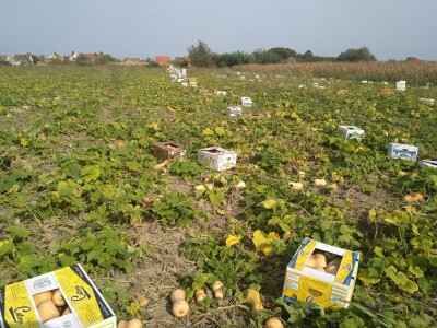 Uzgoj butternut tikve