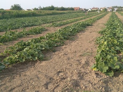 Uzgoj butternut tikve