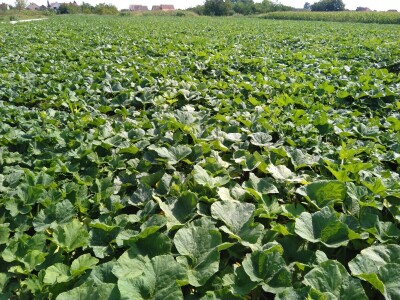 Uzgoj butternut tikve