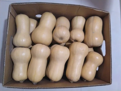 Uzgoj butternut tikve