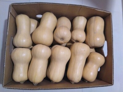 Uzgoj butternut tikve