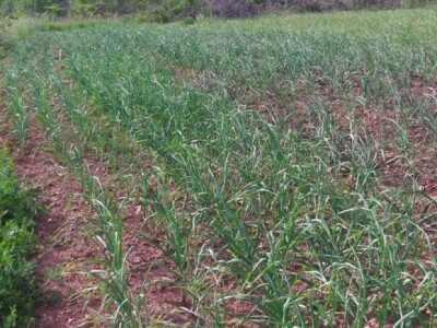 Uzgoj češnjaka u dalmatinskom kršu