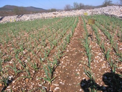 Češnjak u zemlji pjeskulji dalmatinskog krša