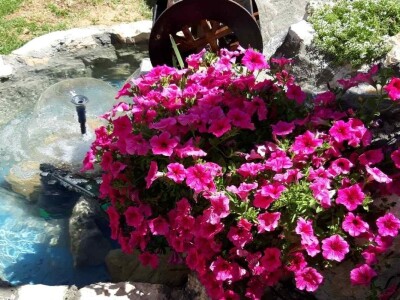 Uzgoj cveća hobi koji traži rad i posećenost ali i opušta