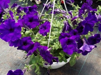 Uzgoj cveća hobi koji traži rad i posećenost ali i opušta