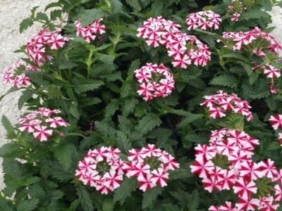 Uzgoj cveća hobi koji traži rad i posećenost ali i opušta