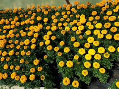 Uzgoj cveća hobi koji traži rad i posećenost ali i opušta