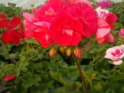 Uzgoj cveća hobi koji traži rad i posećenost ali i opušta